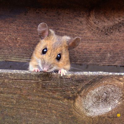 "Meine Maus"