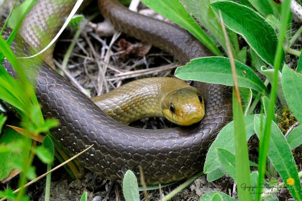Aesculapnatter (Zamenis longissimus)