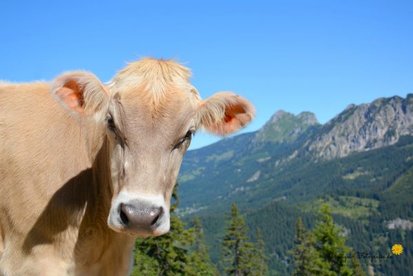 Allgäuer Kuh