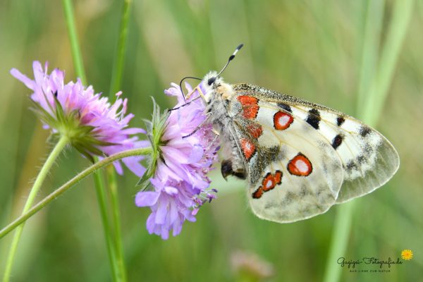 Apollo (Parnassius apollo)