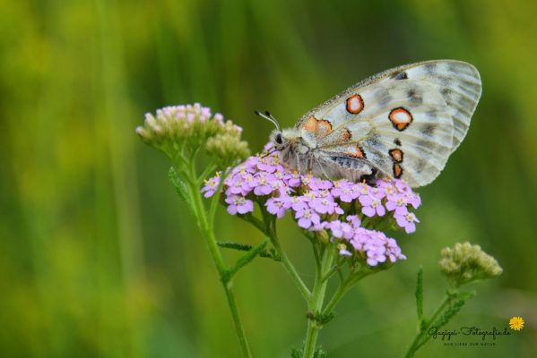 Apollo (Parnassius apollo)