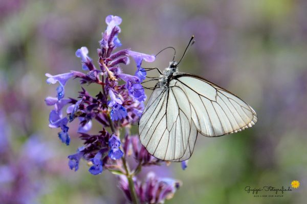 Baumweißling (Aporia crataegi)