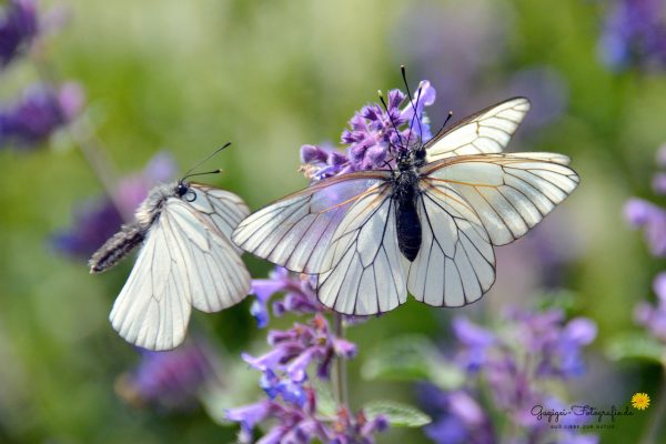 Baumweißling (Aporia crataegi)