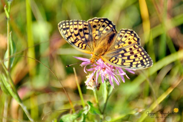 Bergmatten-Perlmuttfalter (Fabriciana niobe)