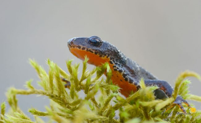 Bergmolch (Triturus alpestris)