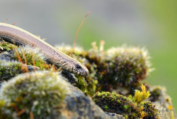Blindschleiche (Anguis fragilis)