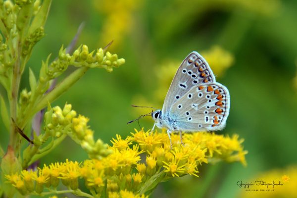 Hauhechelbläuling (Polyommatus icarus)
