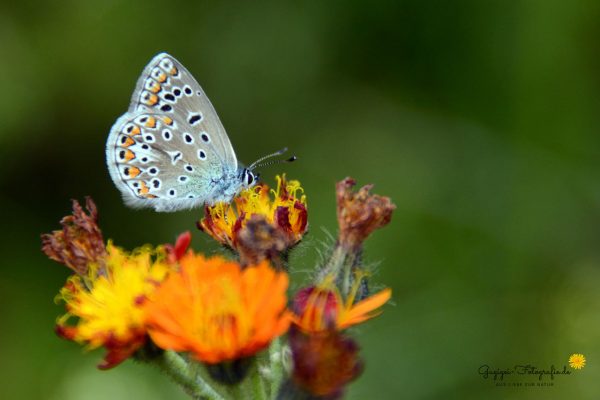 Hauhechelbläuling (Polyommatus icarus)