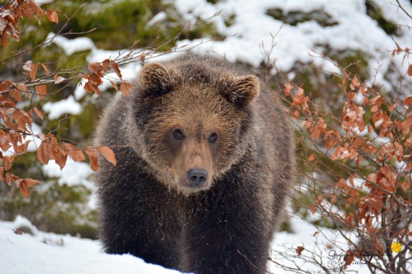 Braunbär (Nationalpark Bayerischer Wald)
