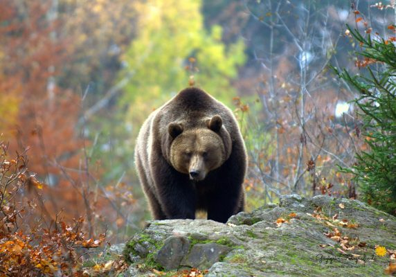 Braunbär (Nationalpark Bayerischer Wald)