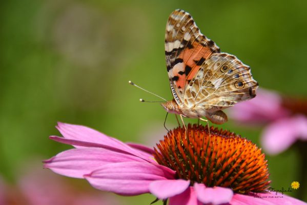 Distelfalter (Vanessa cardui)