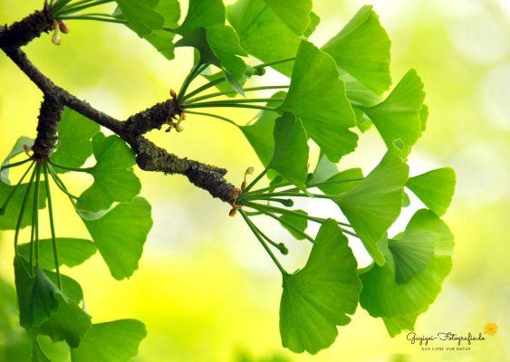 Ginkgo im Licht