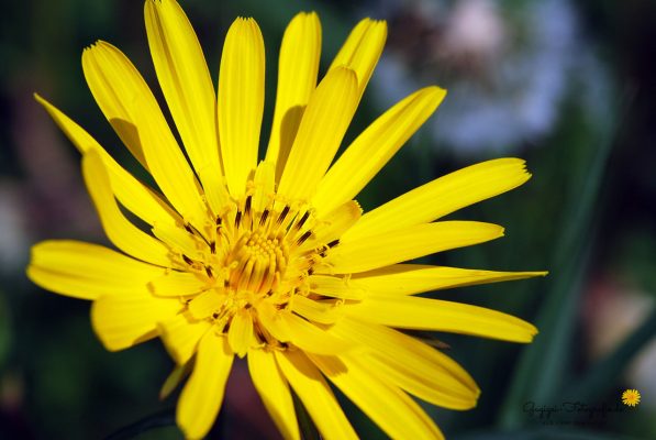 Wiesenbocksbart (Gugigei)