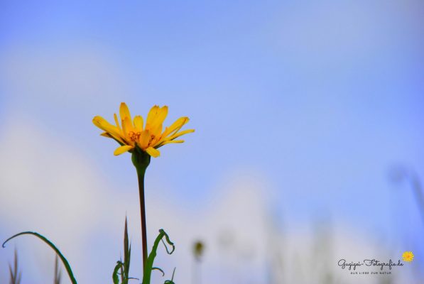 Wiesenbocksbart (Gugigei)