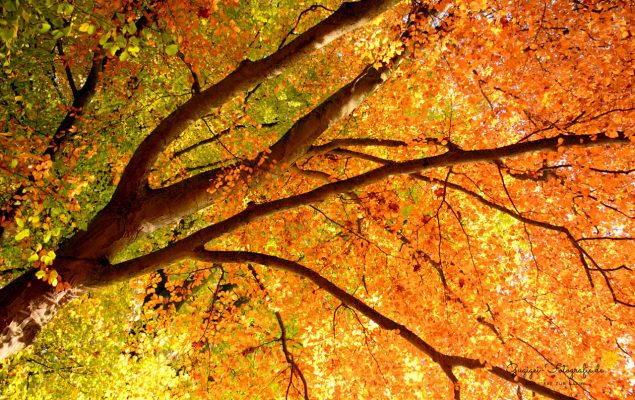 Blätterwald - Herbst