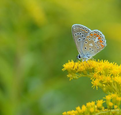 Kleiner Esparsetten-Bläuling (Polyommatus thersites)