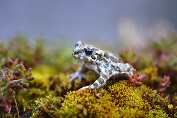 Wechselkröte (Bufo viridis)