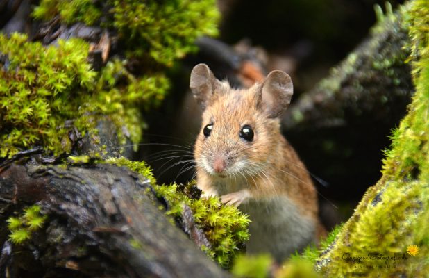 "Meine Maus"