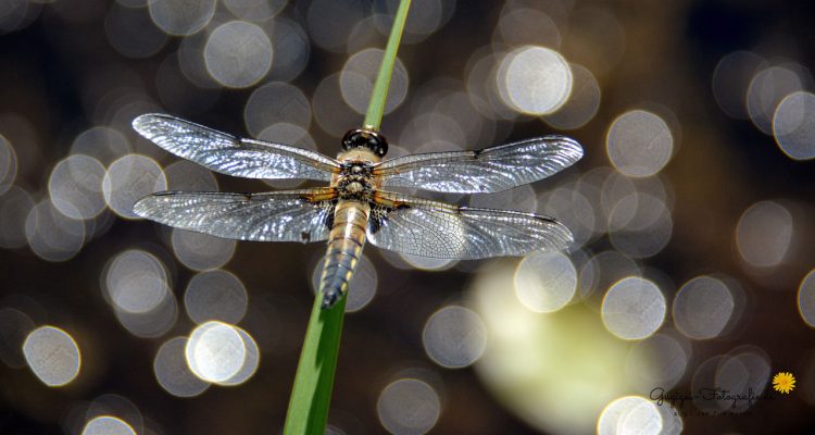 Libelle