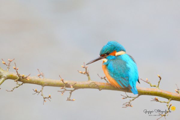 Eisvogel (alcedo atthis)