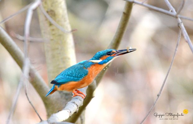 Eisvogel (Alcedo atthis)