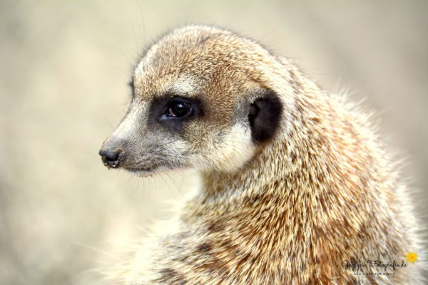 Erdmännchen