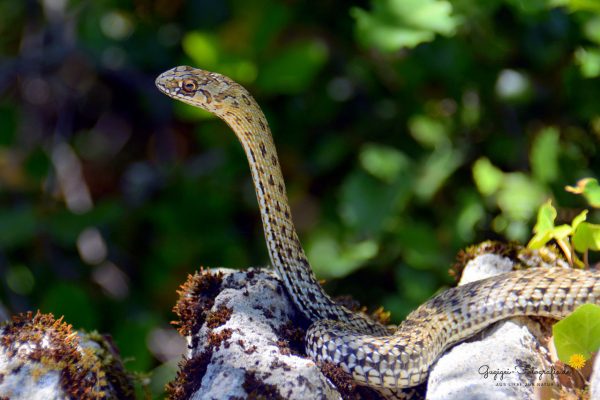 Europäische Eidechsennatter / Montpellier Snake (Malpolon monspessulanus)