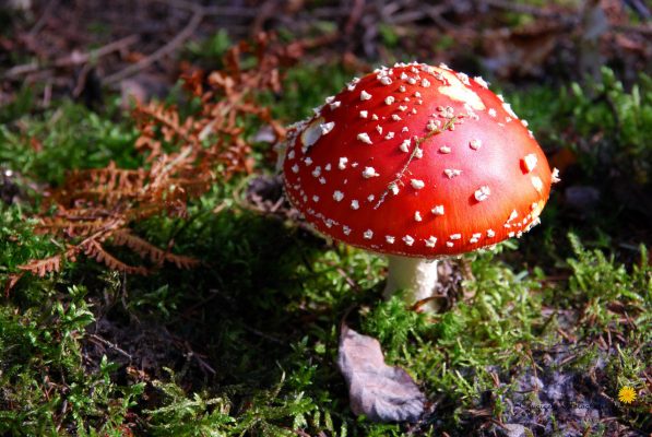 Fliegenpilz