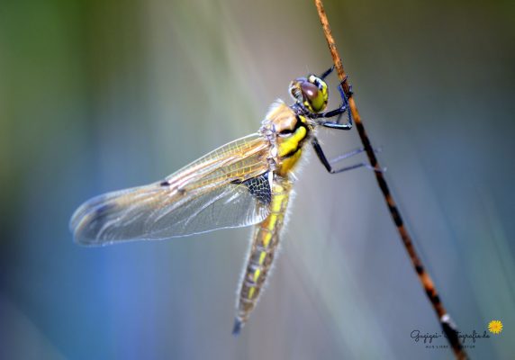 Libelle