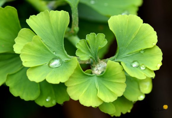 Ginkgo biloba