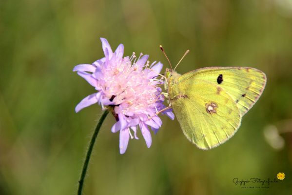 Goldene Acht (Colias hyale)