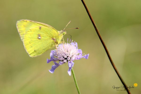 Goldene Acht (Colias hyale)