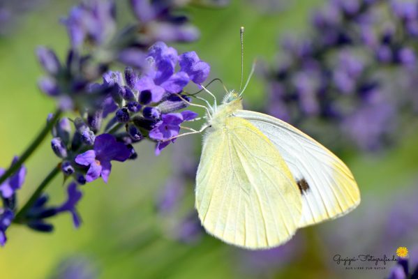 Grünader-Weißling (Pieris napi)