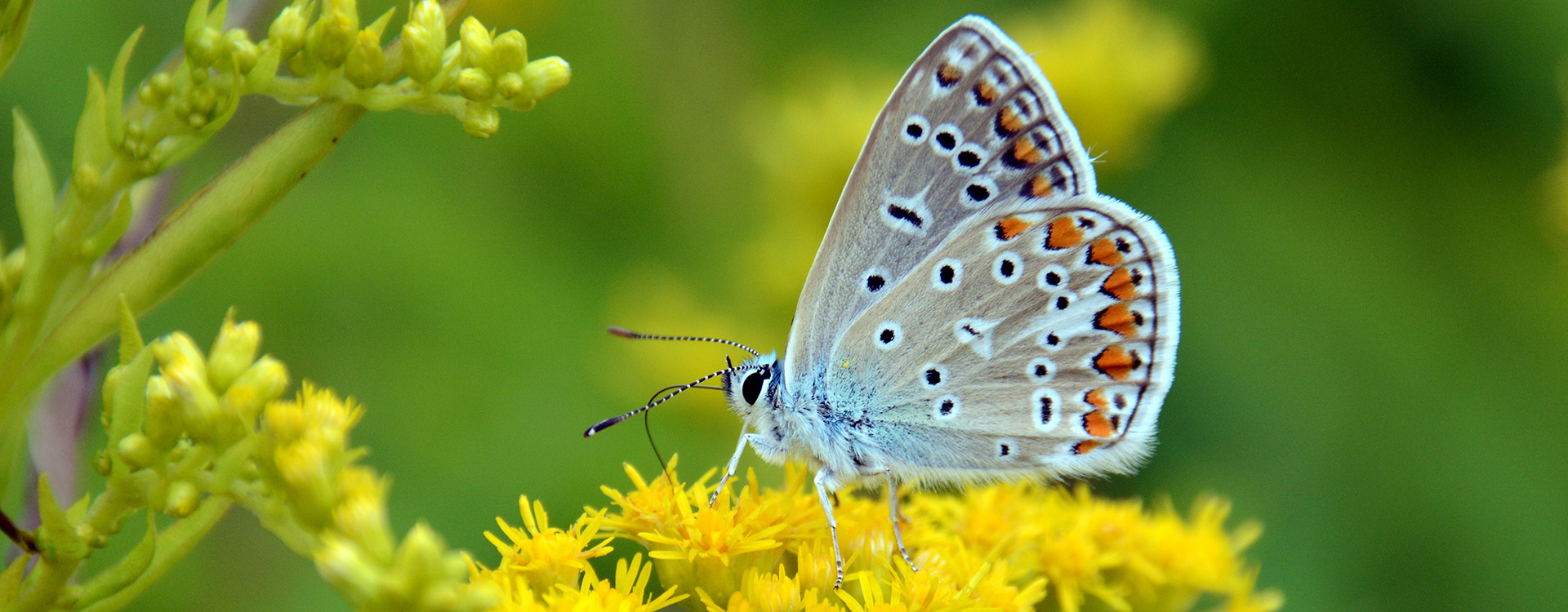 gugigei-fotografie-slider-schmetterling.jpg