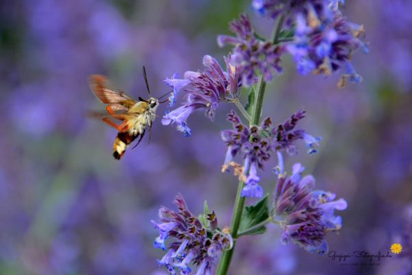 Hummelschwärmer (Hemaris fuciformis)