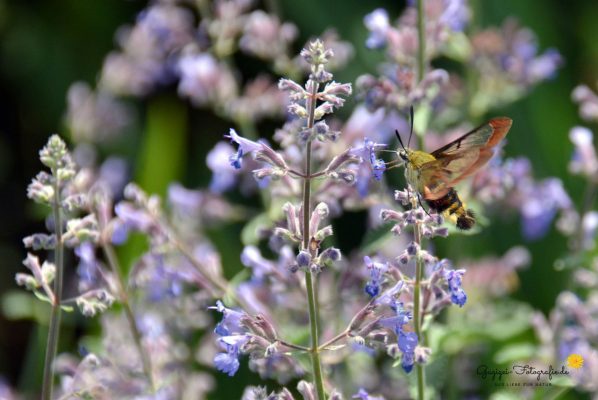 Hummelschwärmer (Hemaris fuciformis)