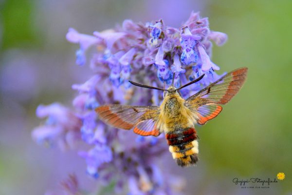 Hummelschwärmer (Hemaris fuciformis)