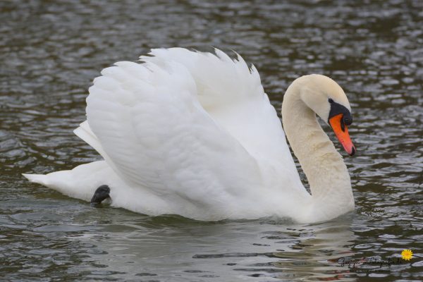 Höckerschwan (Cygnus olor)