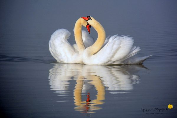 Höckerschwäne (Cygnus olor)