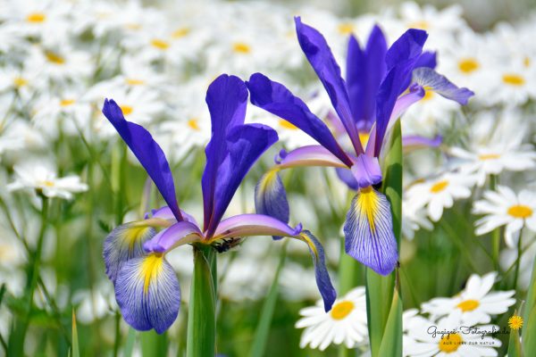 blaue Iris und Margeriten