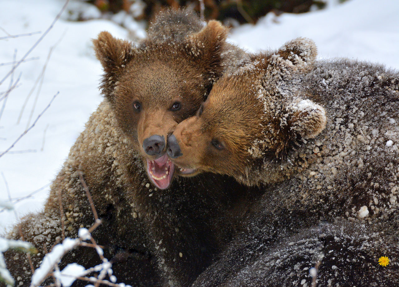 junge Braunbären (Nationalpark Bayerischer Wald)