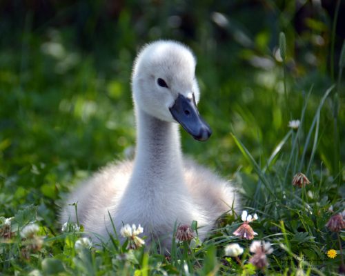 junger Höckerschwan
