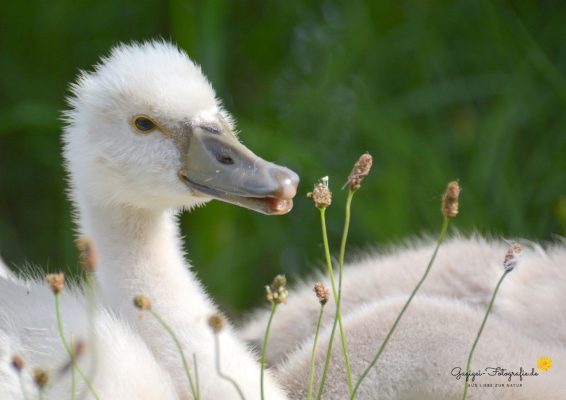 junger Höckerschwan
