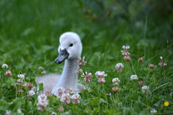 junger Höckerschwan