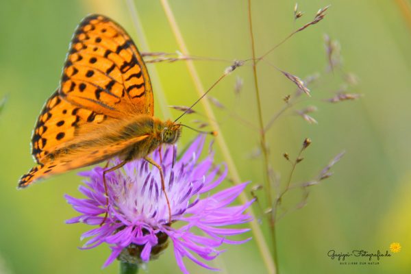 Großer Perlmuttfalter (Speyeria aglaja)