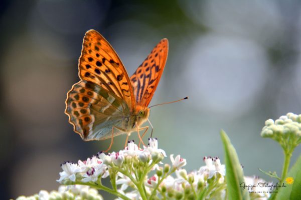 Kaisermantel (Argynnis paphia)