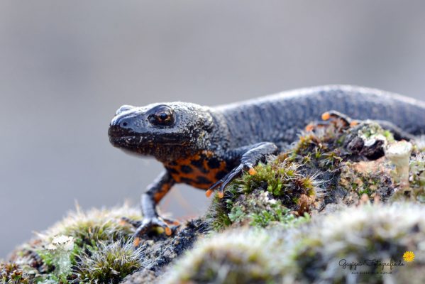 Kammmolch (Triturus cristatus)