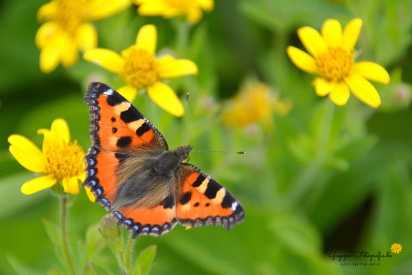 Kleiner Fuchs (Aglais urticae)