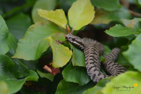 Kreuzotter (Vipera berus)