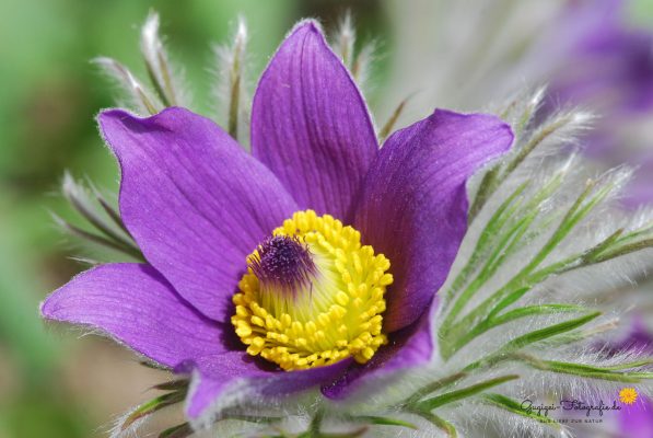 Küchenschelle (Pulsatilla vulgaris)